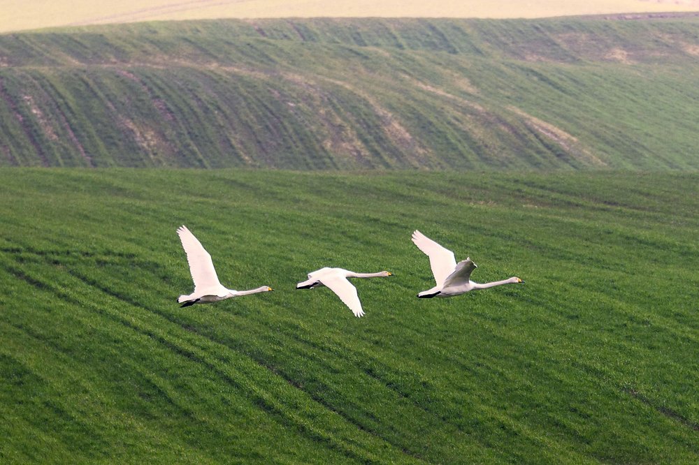 Фотография автора Viaceslavas Bazykas