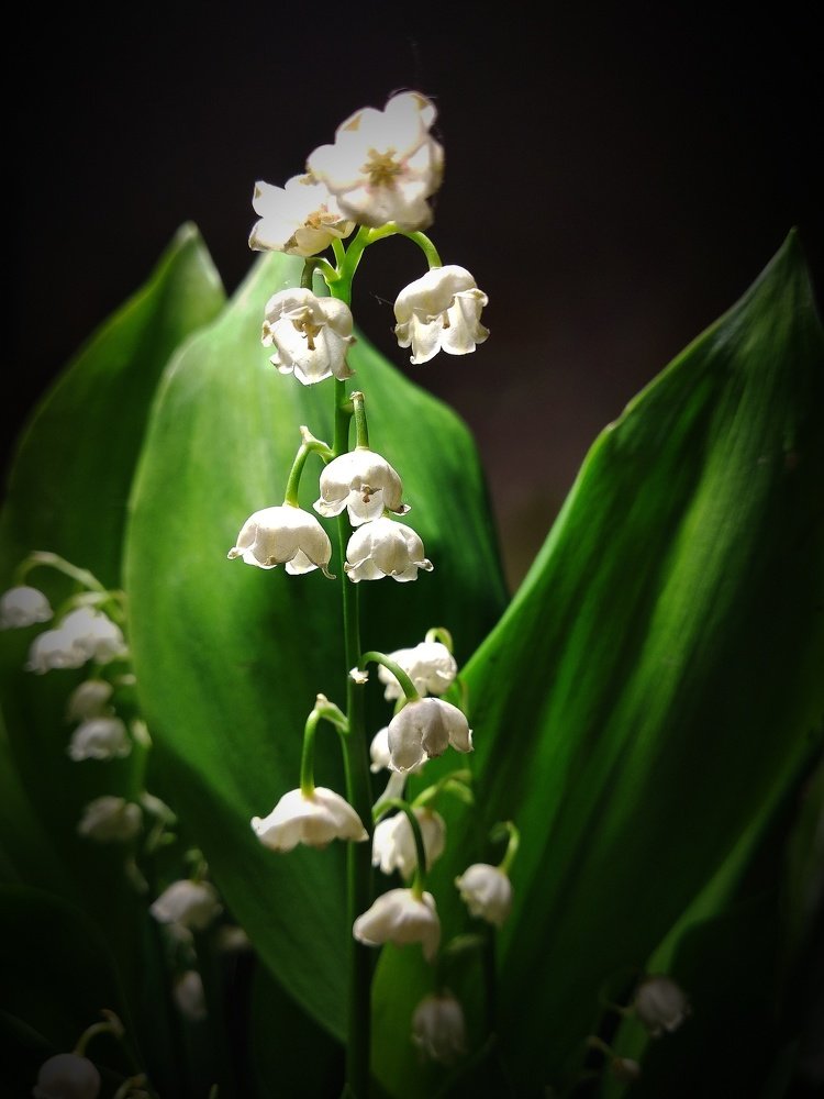 Photograph by Олеся Лосыгина