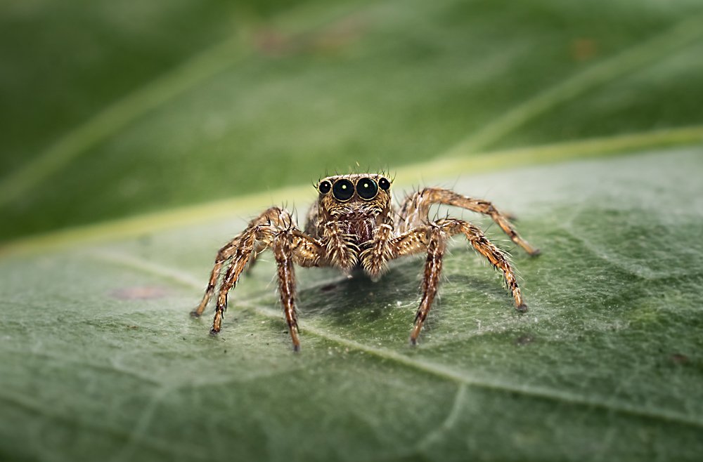 Photograph by Lê Trung Phùng