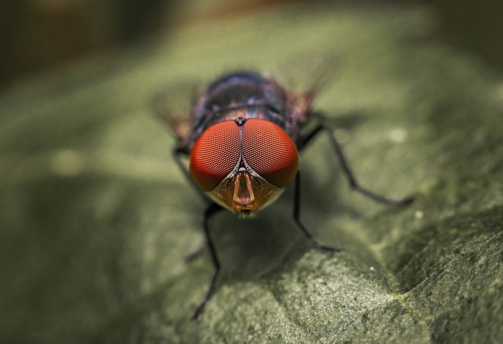 Photograph by Lê Trung Phùng