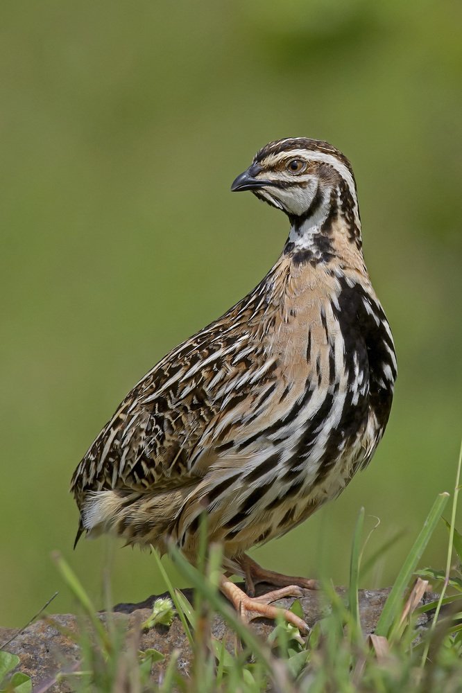 "The Bird Of Grassland"