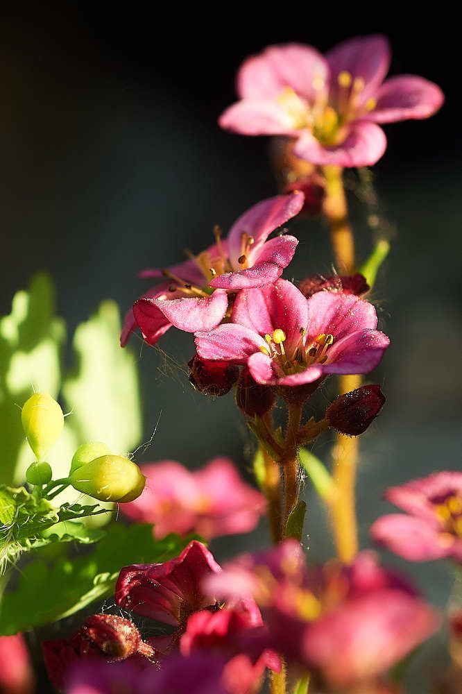 Фотография автора Олег Петреев