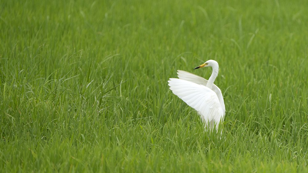 great white egret in a paddy field