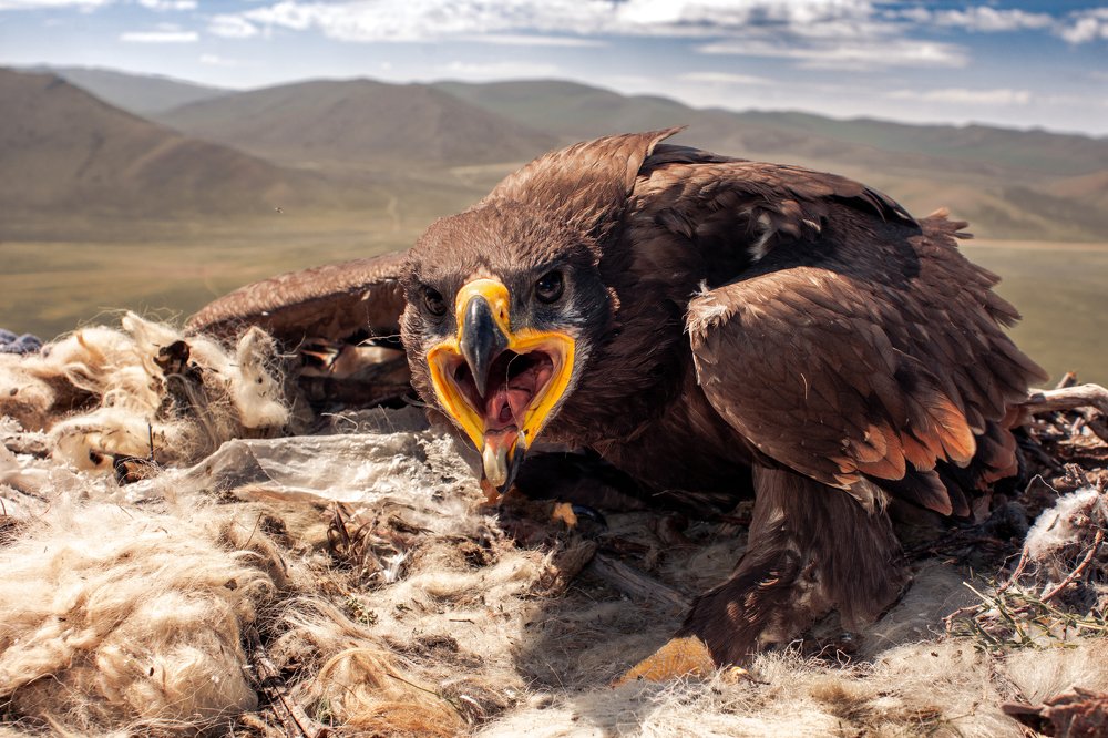 Photograph by Tsetsenkhuu Sukhbayar