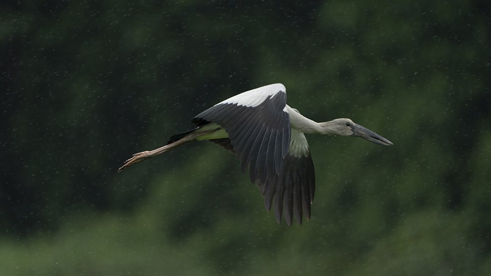 Photograph by wewegama pushpitha