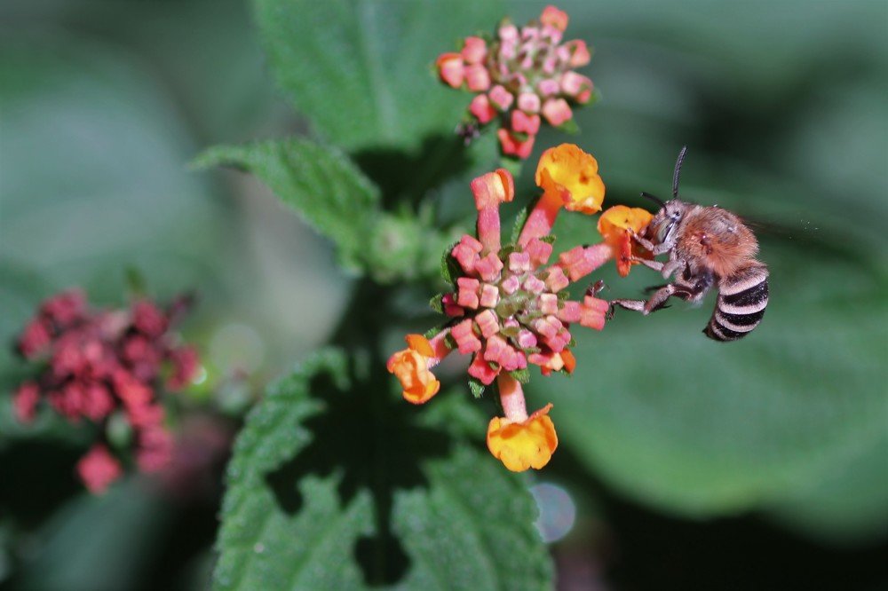 Фотография автора Maurizio Ruggiero