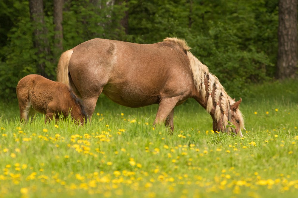 Двое на лугу