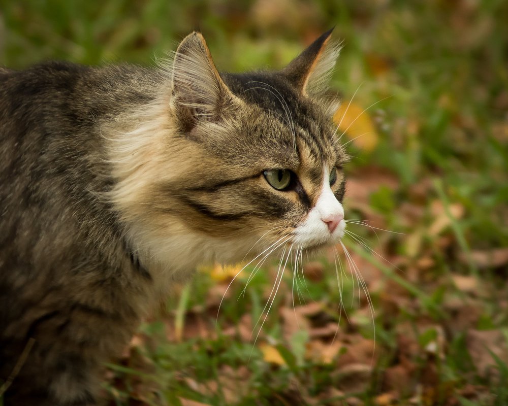 Взгляд хищника