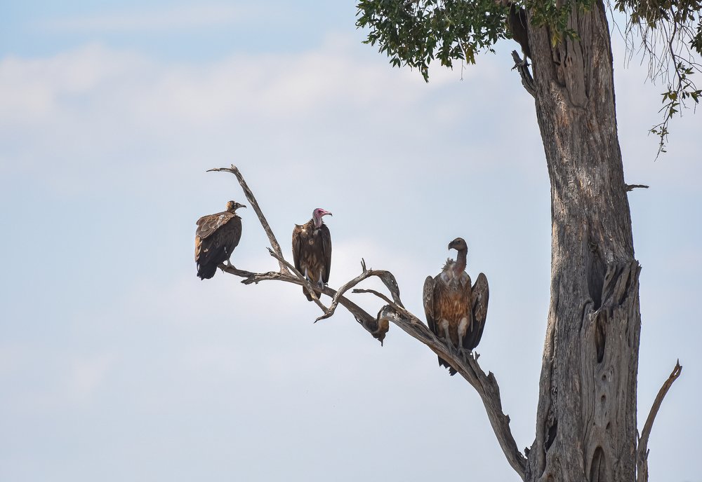 Photograph by Rishad