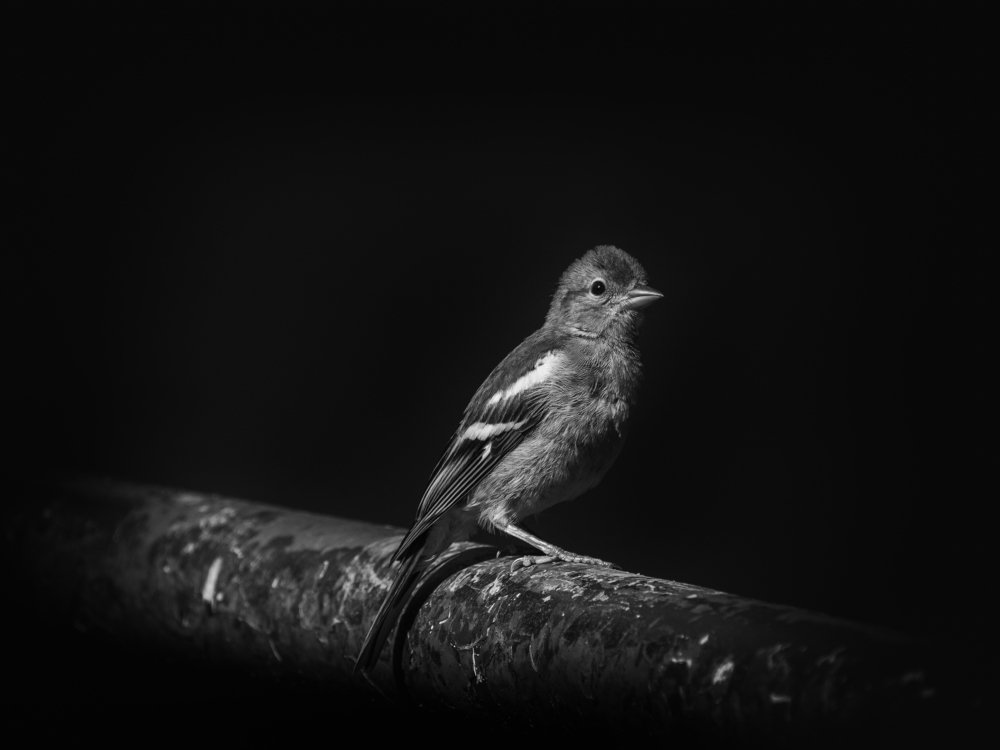 Photograph by Jaroslav Vyhnicka