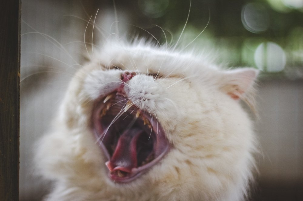 Фотография автора Shibnu