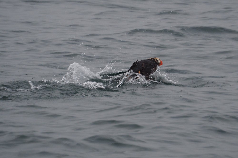 Топорок идет на взлет