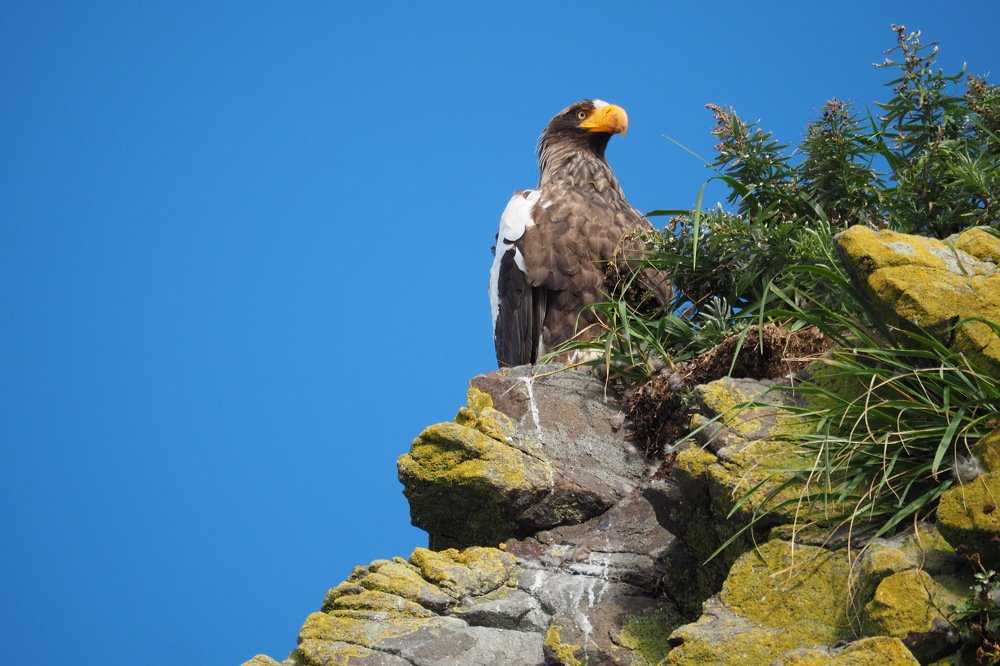 Белоплечий орлан