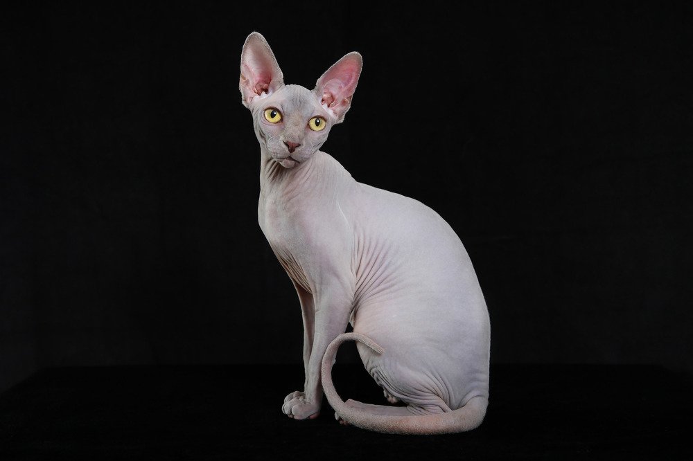 Photograph by Анастасия Чугунова