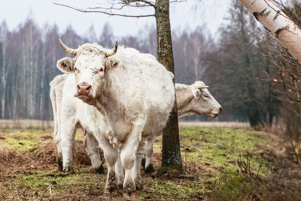 Фотография автора Viaceslavas Bazykas