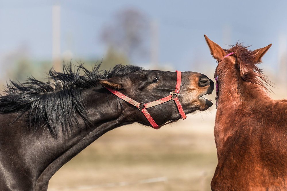 Фотография автора Viaceslavas Bazykas