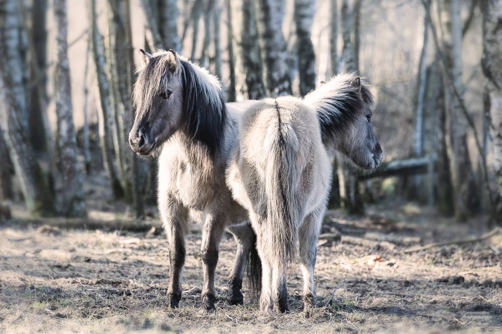 Фотография автора Viaceslavas Bazykas