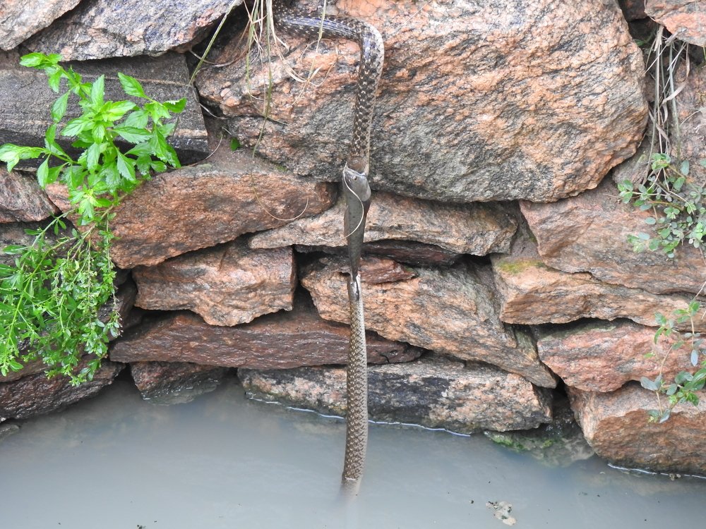 Two hungry snakes were locked in a tug-of-war over a live fish