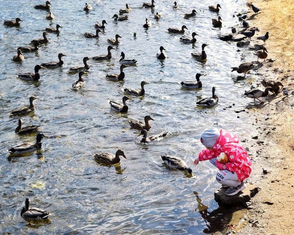 Утиные истории / Ducktales