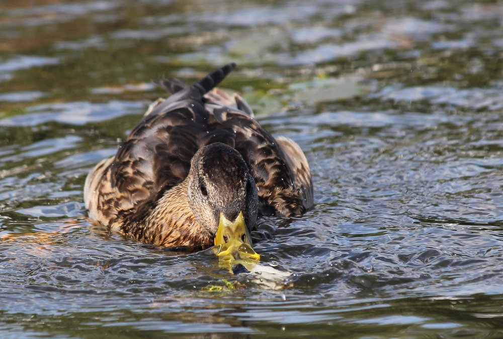 Фотография автора Владислава Андрюнина