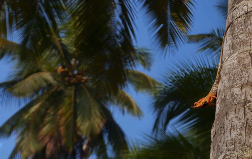 Oriental Garden Lizard in its habitat