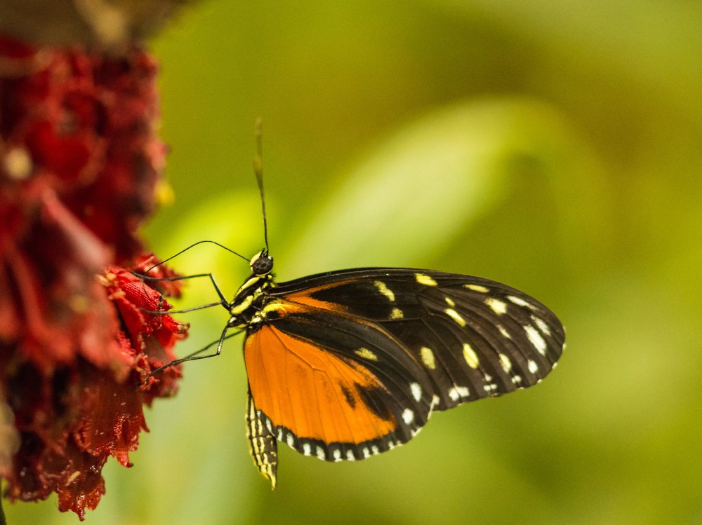 Данаида монарх (Danaus plexippus)