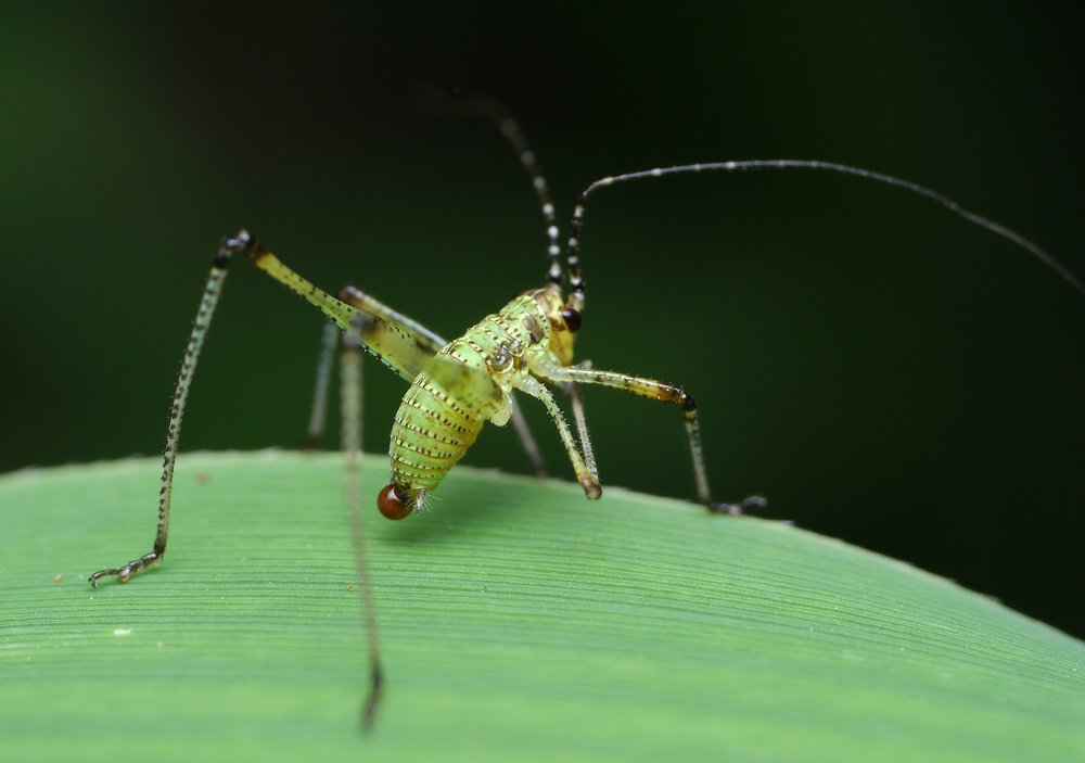 Пугливый малыш
