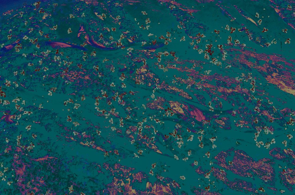 Фотография автора Vishnu Gopal