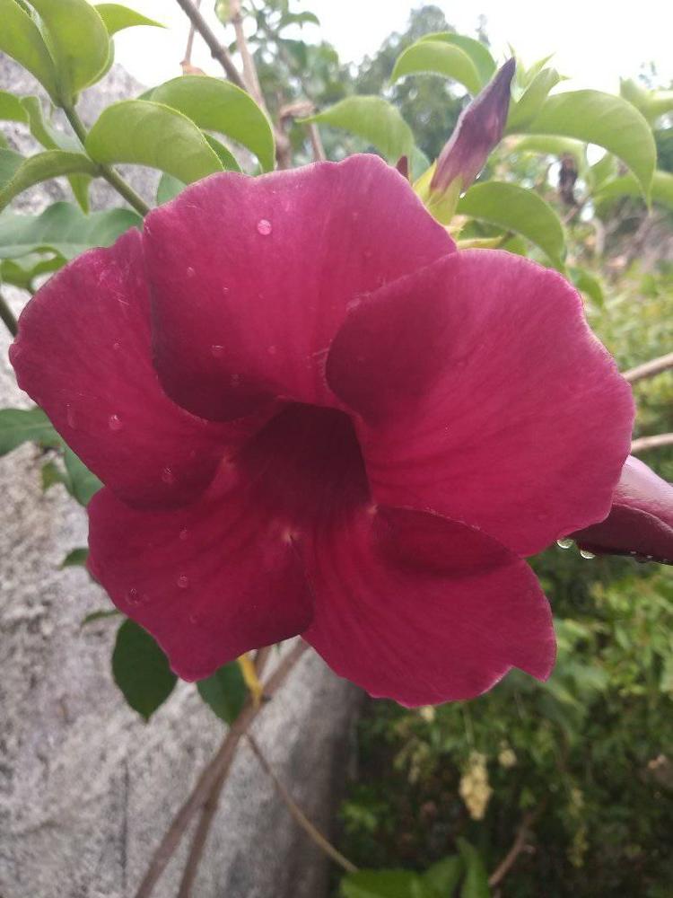 Photograph by Claudia Selides Medina Ledezma