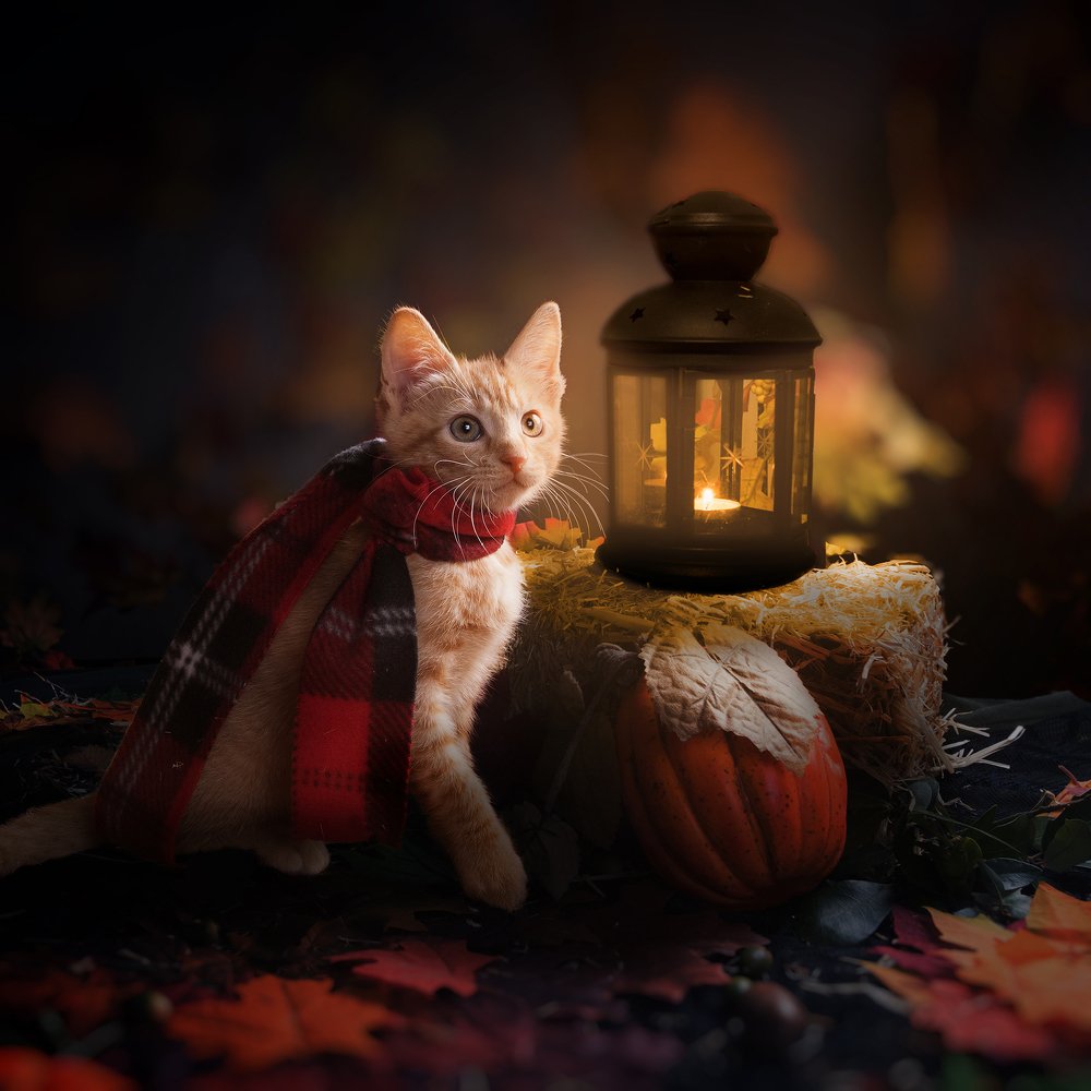 Фотография автора Irina Kozhemyakina