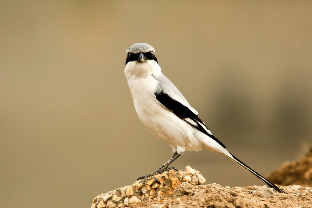 Southern Grey Shrike
