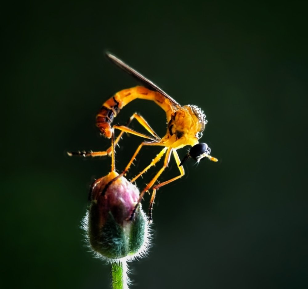 The Small hunter on the flower buds.