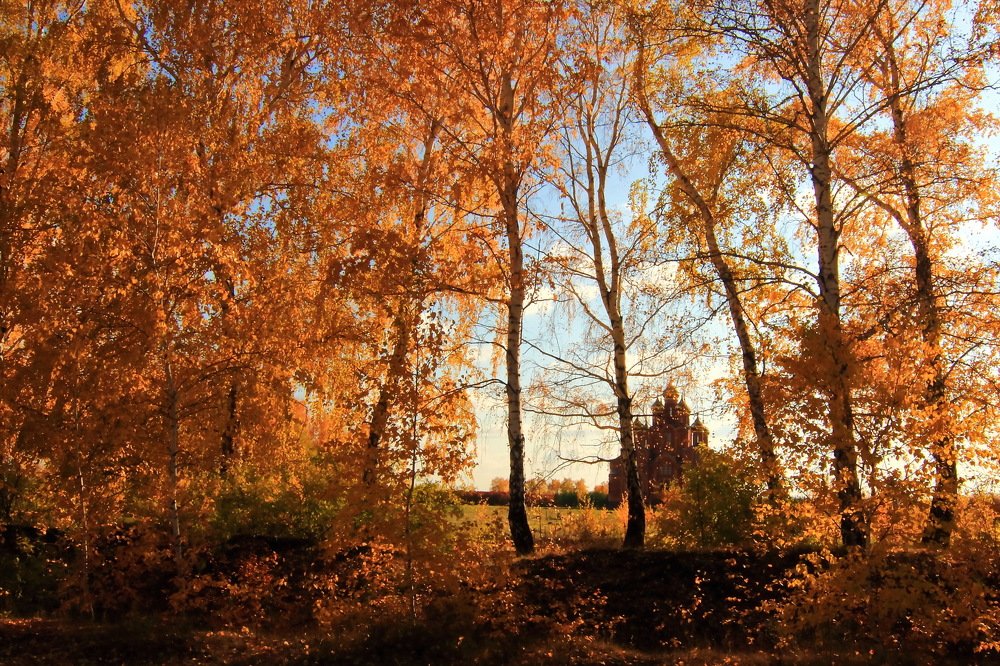 Золотые кружева.