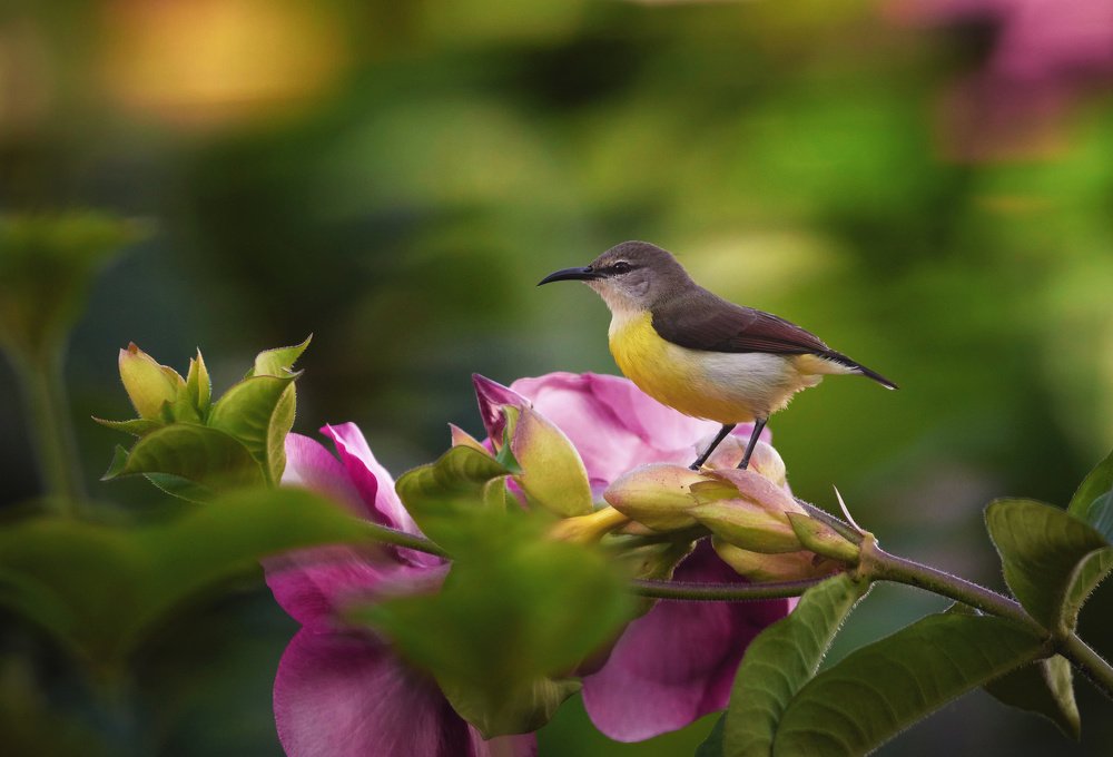 Photograph by Suryakant Sajjan