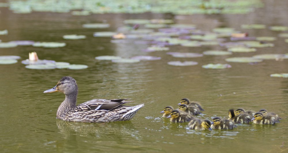 Photograph by Mihai Romeo Bogdan