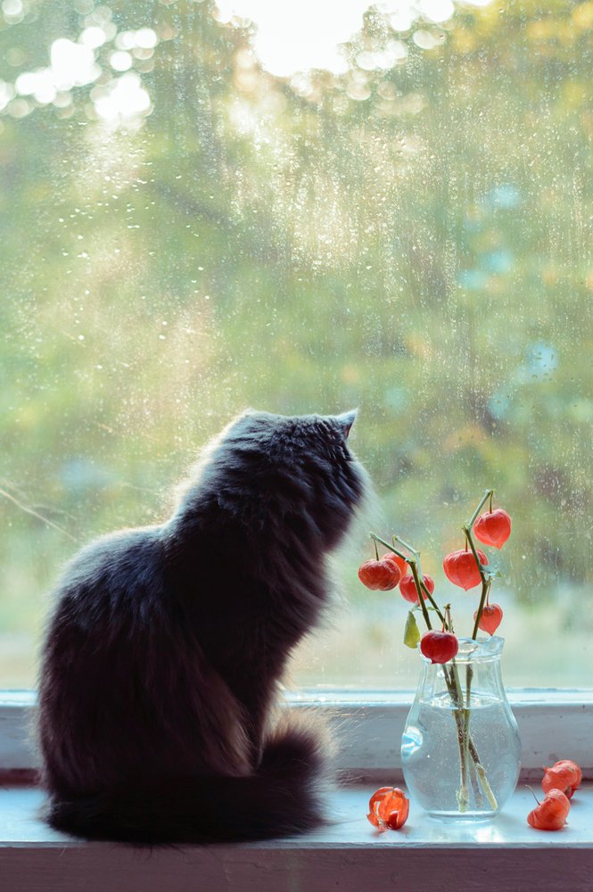 Осень за окном