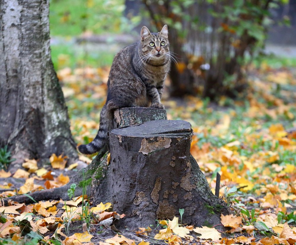 Photograph by Станислав Вершинин