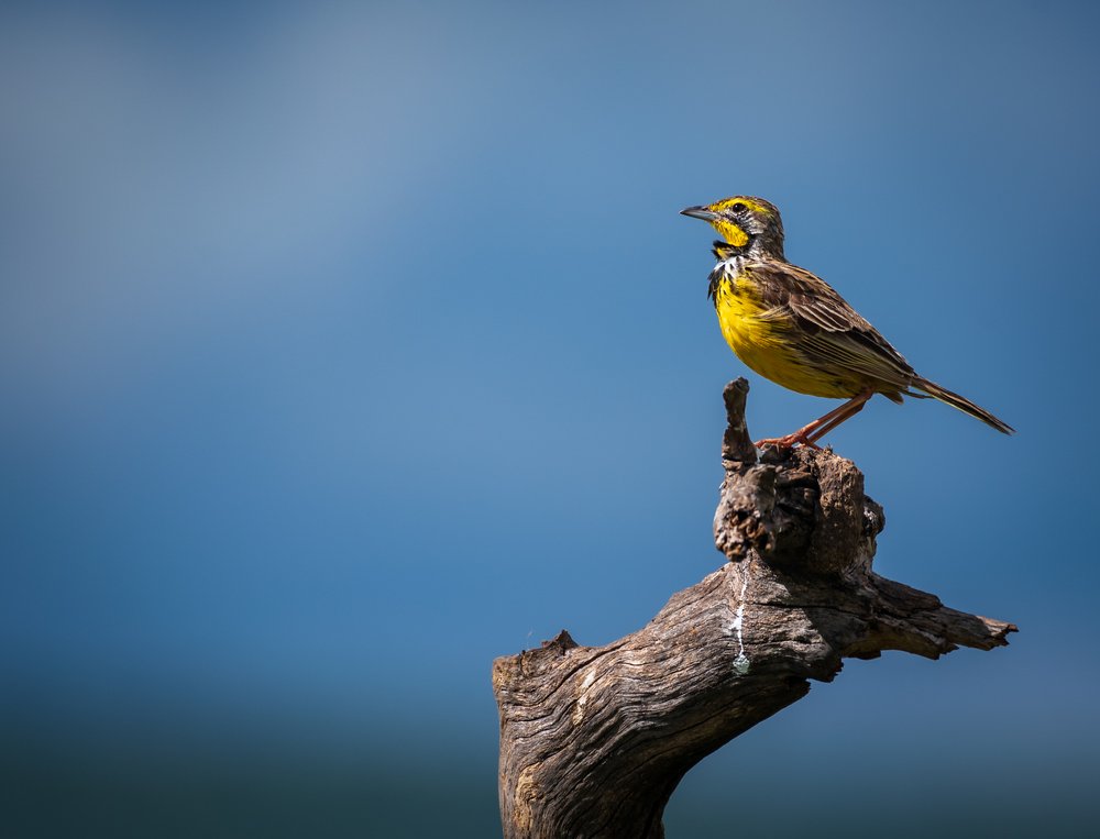 Фотография автора Ravikumar Kannaiyan