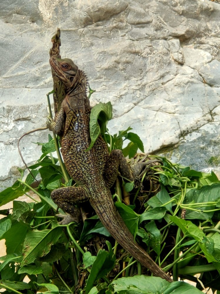 Bayawak