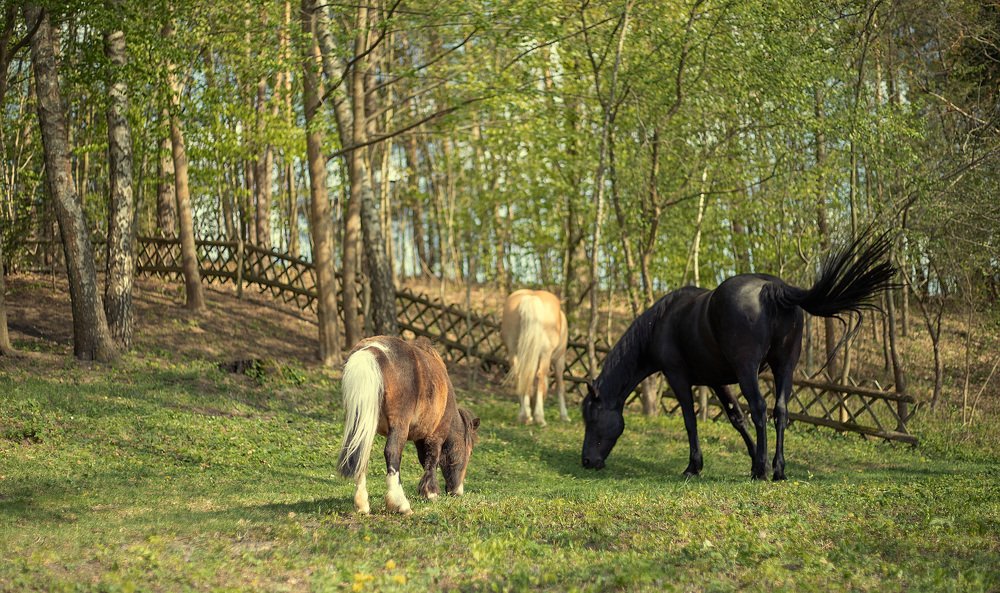 Photograph by Наталья Шалкевич