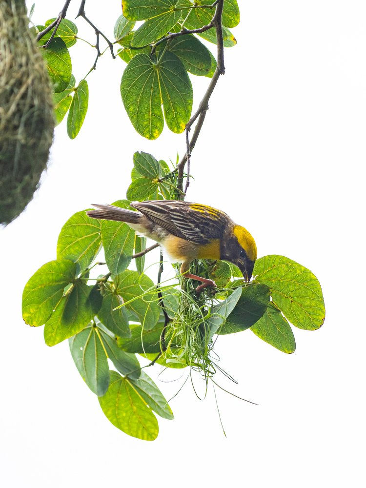 The art of nest building_Baya Weaver