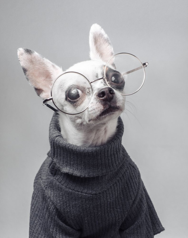 Чихуахуа по имени Жак Руссо