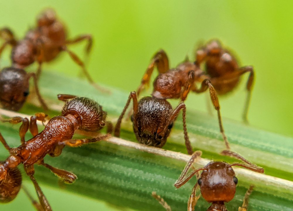 Ants breakfast