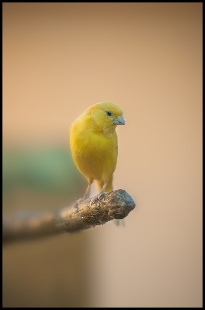 Photograph by Alekseu Maslovskiy