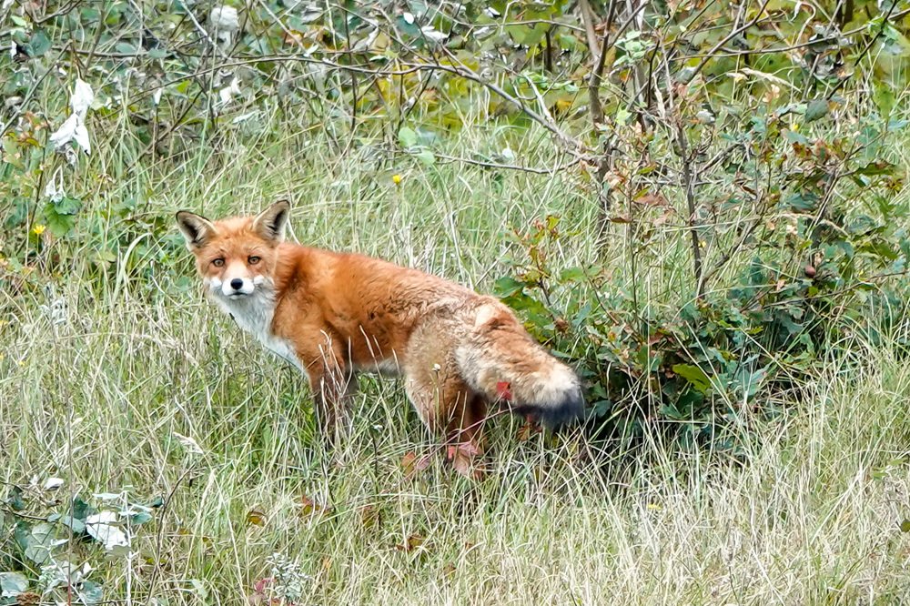 Little red fox