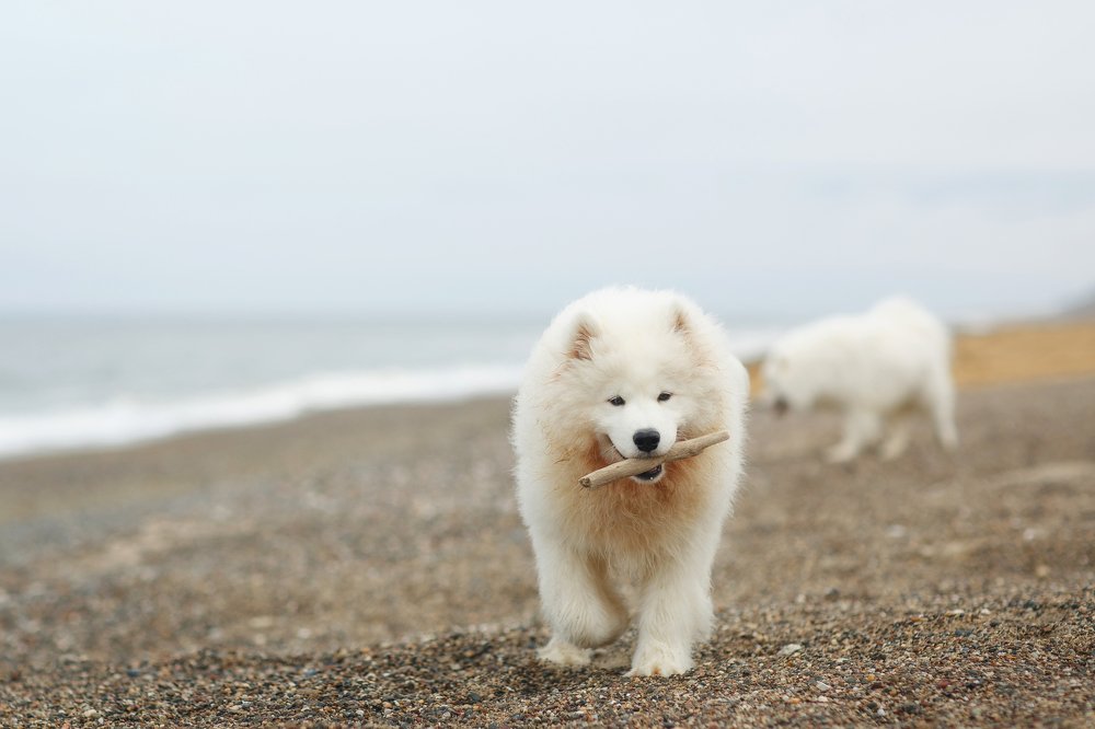 Photograph by Александр Петунин