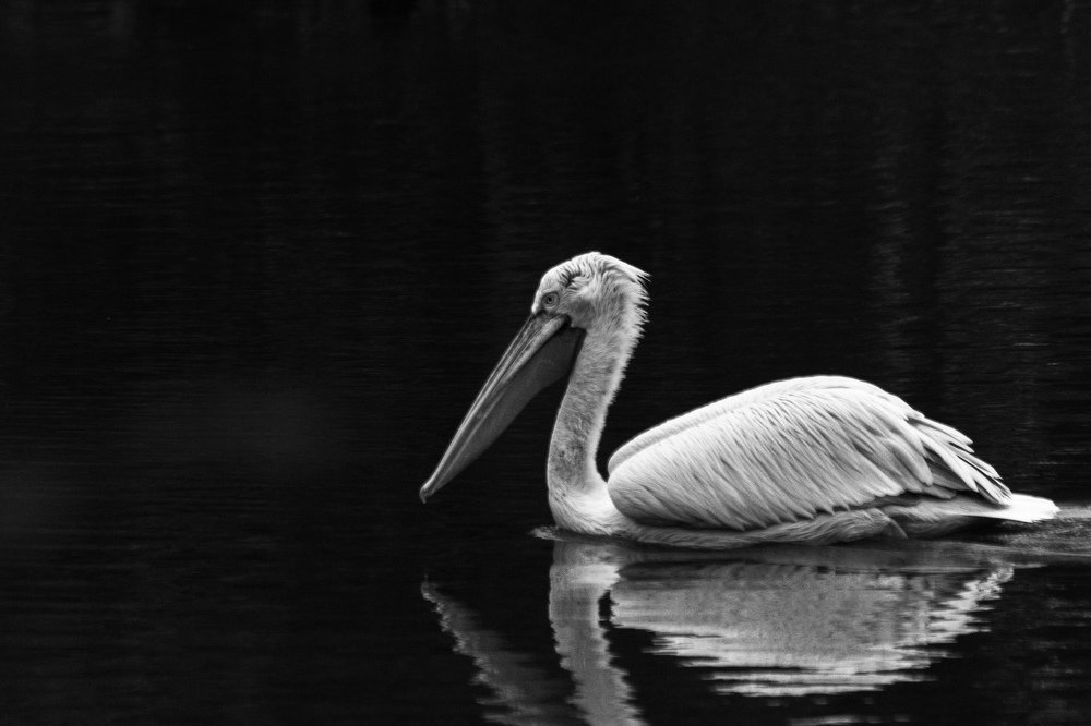 Photograph by Маргарита Таценко