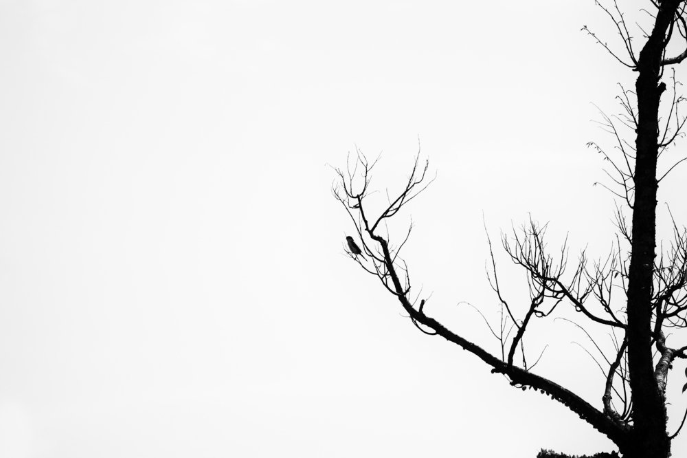 Photograph by phuong