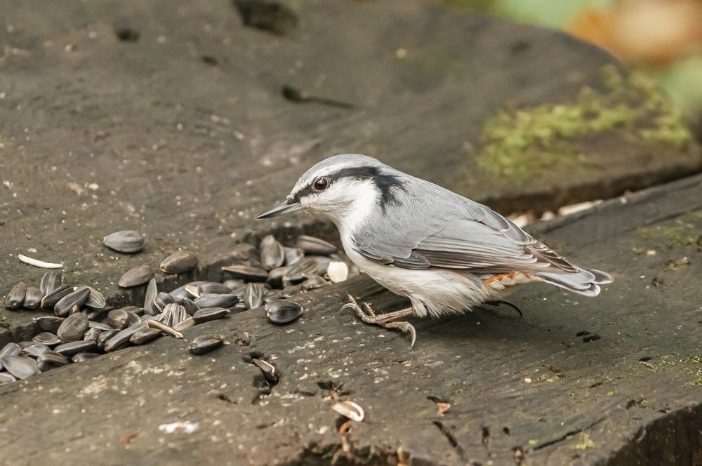 Photograph by Сергей Балухта