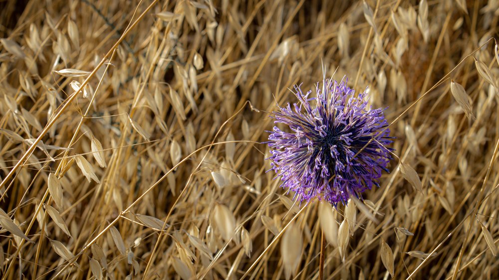 Photograph by Ali Abu Ras